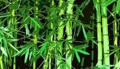 آشنایی با شگفت انگیزترین گیاه جهان با رشد روزی یک متر