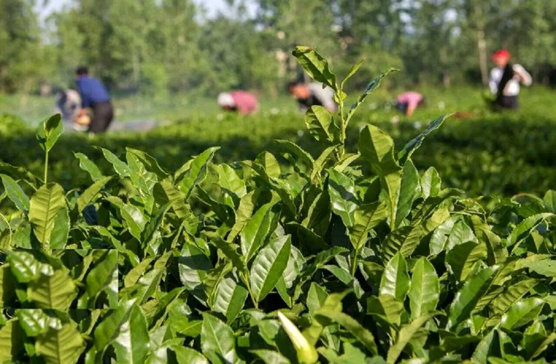 رشد ۵۶ درصدی صادرات چای 