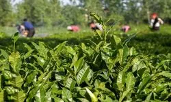 رشد ۵۶ درصدی صادرات چای 