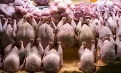 صدور مجوز صادرات ۱۰ هزار تن مرغ؛ بدون اجرا!