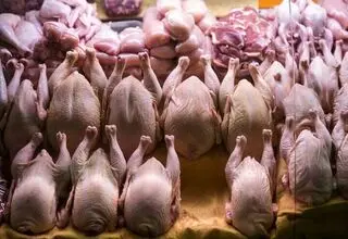 صدور مجوز صادرات ۱۰ هزار تن مرغ؛ بدون اجرا!