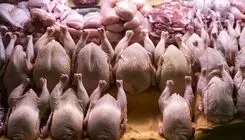 صدور مجوز صادرات ۱۰ هزار تن مرغ؛ بدون اجرا!