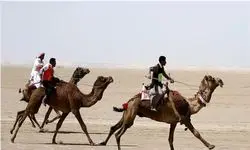 حضور ایران در پنجمین اجلاس فدراسیون جهانی شترسواری 