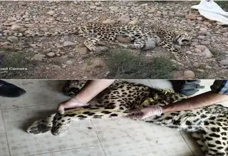 پیدا شدن لاشه یک فرد پلنگ ایرانی در ارتفاعات مناطق آزاد شهرستان اسفراین