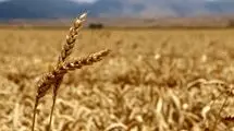 ادامه روند خرید و پرداخت مطالبات گندمکاران تا پایان شهریور