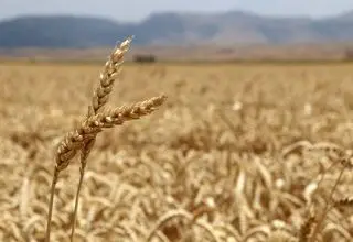 ادامه روند خرید و پرداخت مطالبات گندمکاران تا پایان شهریور