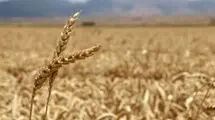 ادامه روند خرید و پرداخت مطالبات گندمکاران تا پایان شهریور