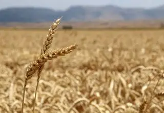 ادامه روند خرید و پرداخت مطالبات گندمکاران تا پایان شهریور