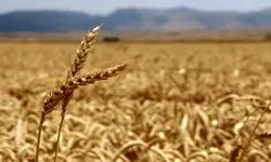 ادامه روند خرید و پرداخت مطالبات گندمکاران تا پایان شهریور