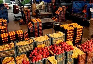 کمبودی در عرضه میوه و صیفی نداریم؛ تعادل در قیمت گوجه‌فرنگی به زودی