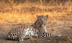 فوری؛ مشاهده یک قلاده پلنگ ایرانی در نزدیکی تهران+ عکس