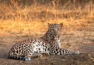 فوری؛ مشاهده یک قلاده پلنگ ایرانی در نزدیکی تهران+ عکس