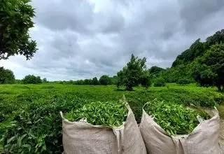 پرداخت ۷۴ درصد از کل مطالبات چایکاران