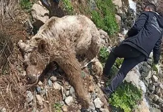 تلف شدن یک قلاده خرس در این منطقه + عکس 