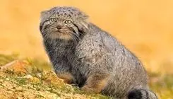 مشاهده گربه رازآلود و کمیاب در خراسان + عکس