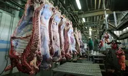 بازار گوشت و دام در وضعیت عادی است