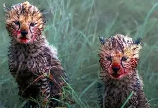 چهره‌های آغشته به خون توله‌های یوزپلنگ پس از غذاخوردن