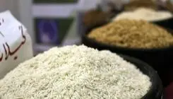 مدیرکل بازرگانی وزارت جهاد حذف ارز برنج را تکذیب کرد
