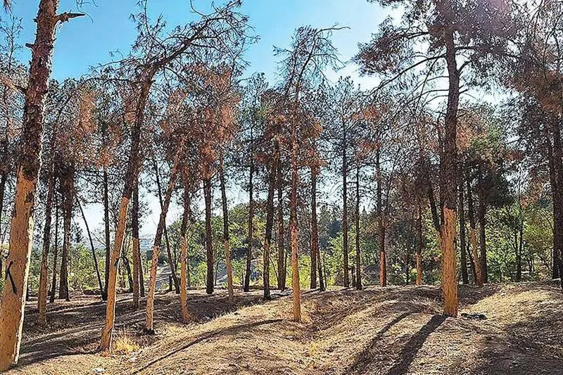 به برجها آب میرسد اما به درختان نه!