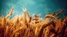 کشت گندم در مناطق سردسیر تا اواسط آذرماه ادامه دارد