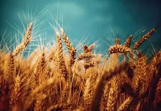 کشت گندم در مناطق سردسیر تا اواسط آذرماه ادامه دارد