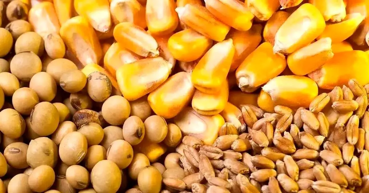 قیمت خرید تضمینی جو و ذرت رسماً اعلام شد