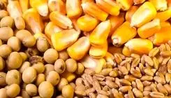 قیمت خرید تضمینی جو و ذرت رسماً اعلام شد