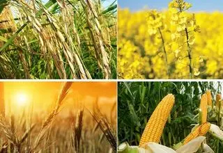 صدور حکم رفع ممنوعیت صادرات سه محصول کشاورزی
