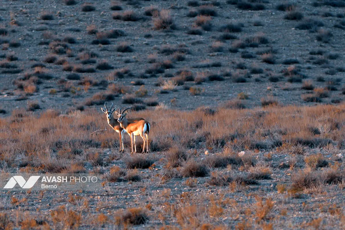 سرشماری پاییزه پارک ملی گلستان