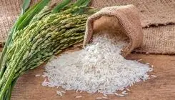 قیمت برنج هندی و پاکستانی اعلام شد