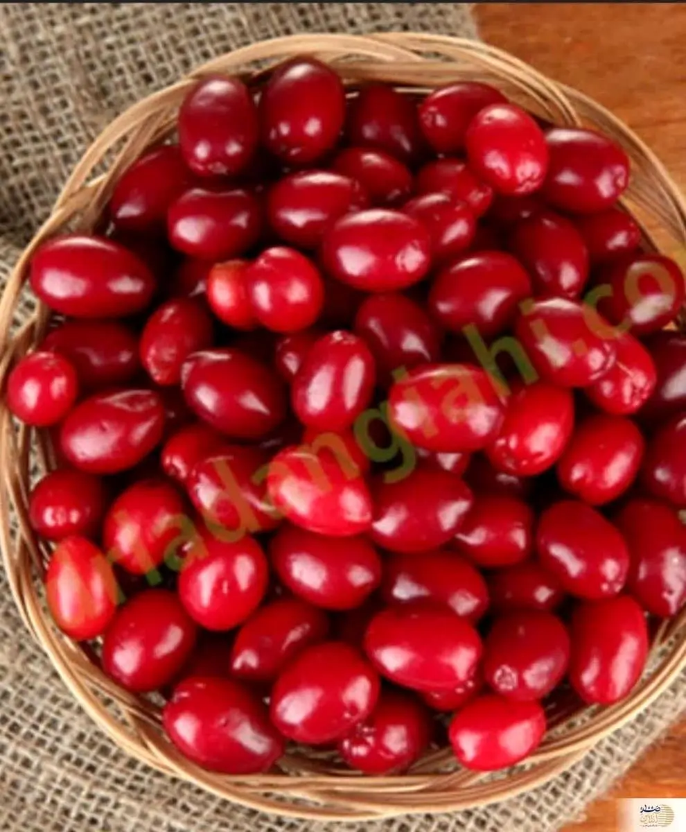 این میوه کوچک با خواص شگفتانگیز را بشناسید