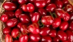 این میوه کوچک با خواص شگفت‌انگیز را بشناسید