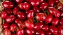 این میوه کوچک با خواص شگفت‌انگیز را بشناسید