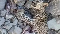 ​یک توله پلنگ ایرانی تلف شد+ جزئیات