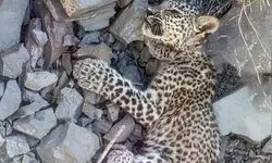 ​یک توله پلنگ ایرانی تلف شد+ جزئیات