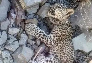 ​یک توله پلنگ ایرانی تلف شد+ جزئیات