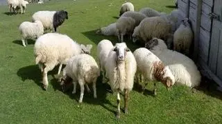 اعلام جدول قیمت دام زنده به تفکیک هر استان