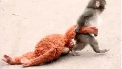 لحظات احساسی میمون کوچک ترد شده با عروسکش که دل میلیون‌ها نفر را برد