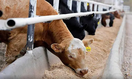 نهاده داریم؛ ولی قیمتها بالاست؛ حمایت از تولیدکنندگان با تولید قراردادی