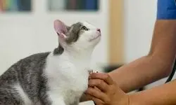هشدار درباره ورود حیوانات خانگی به مراکز تهیه و توزیع غذا/ پملب در انتظار متخلفان