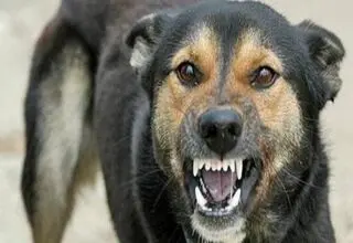 حمله سگ‌های ولگرد به یک زن در خیابان 