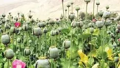 زنگ خطر برای داروسازی کشور در نبود خشخاش