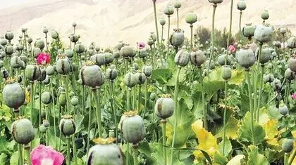 زنگ خطر برای داروسازی کشور در نبود خشخاش