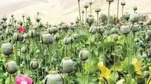 زنگ خطر برای داروسازی کشور در نبود خشخاش