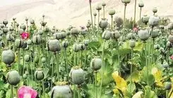 جزئیات آیین‌نامه «کشت شقایق الیفرا» و نحوه اخذ مجوز