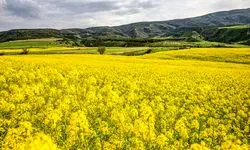 خرید تضمینی کلزا از ۲۵۰ هزار تن بیشتر نمی‌شود