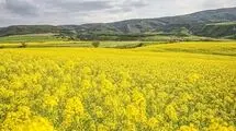 خرید تضمینی کلزا از ۲۵۰ هزار تن بیشتر نمی‌شود