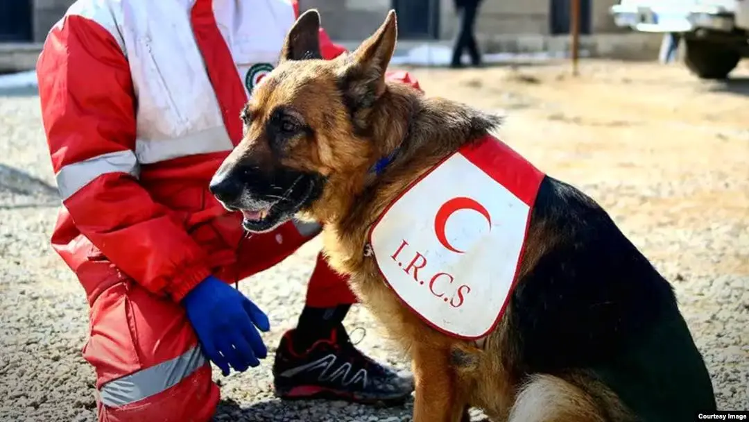 درخواست برای ساخت تندیس «تیدا»، سگ قهرمان حادثه پلاسکو