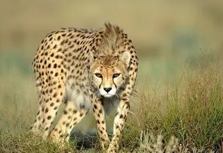حمله مرگبار پلنگ به یک جوان