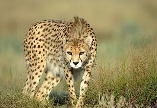 حمله مرگبار پلنگ به یک جوان